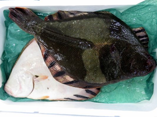 王鰈と呼ばれる魚 マツカワガレイ 横浜丸魚株式会社