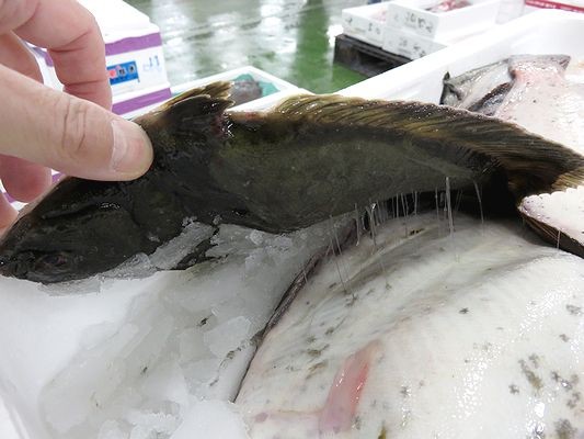 魚のベトベトには大切な役目があります 横浜丸魚株式会社