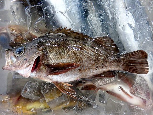 メバルは胸ビレで確認 横浜丸魚株式会社