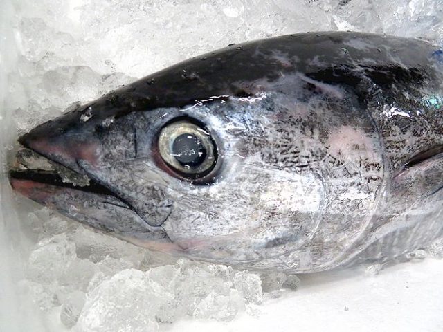 メジマグロは不味いの 美味しいの 横浜丸魚株式会社