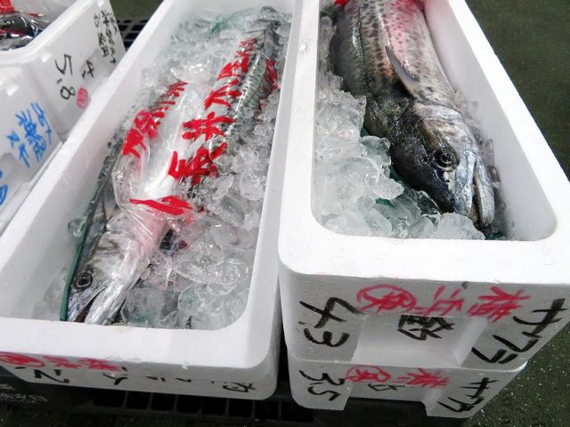 関西は春鰆 関東は寒鰆 横浜丸魚株式会社