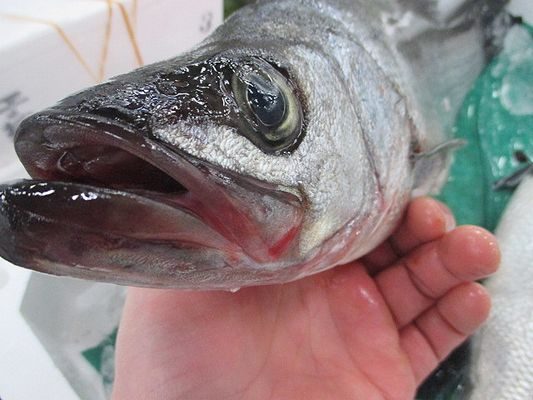 釣りにも魚市場にも絶大な人気 旬のヒラスズキが入荷 横浜丸魚株式会社