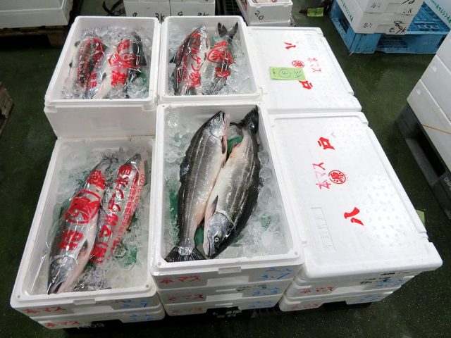 桜鱒 もっと皆さんに知って欲しいサカナです 横浜丸魚株式会社