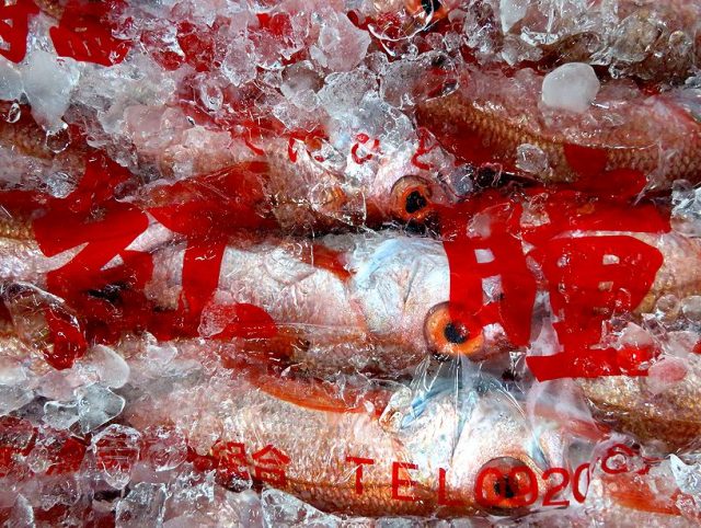 今の時期も美味しいの 対馬のブランドノドグロ 紅瞳 横浜丸魚株式会社
