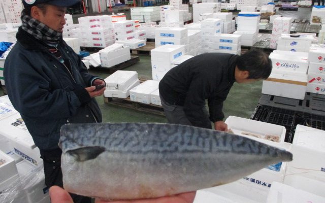 神奈川生まれ 北海道産 塩サバフィーレ 入荷 横浜丸魚株式会社