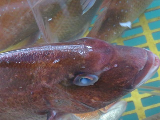 鯛はラウンドでお願いします 横浜丸魚株式会社