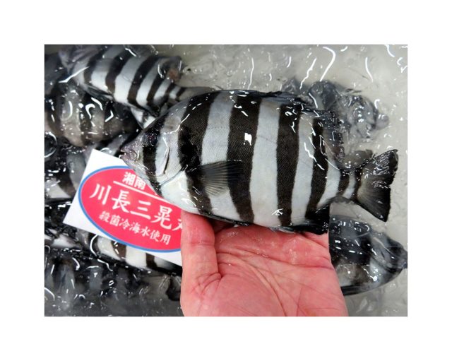 シマウマ 三番叟 イシダイの幼魚です 横浜丸魚株式会社