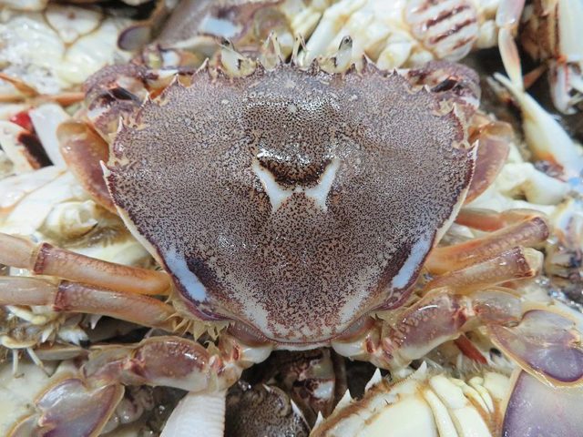 かつては 茅ヶ崎でもhガニが獲れたんだって 横浜丸魚株式会社