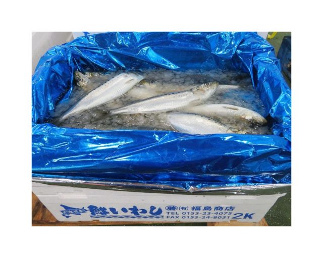 北海道からのイワシ 脂ノリノリです 横浜丸魚株式会社