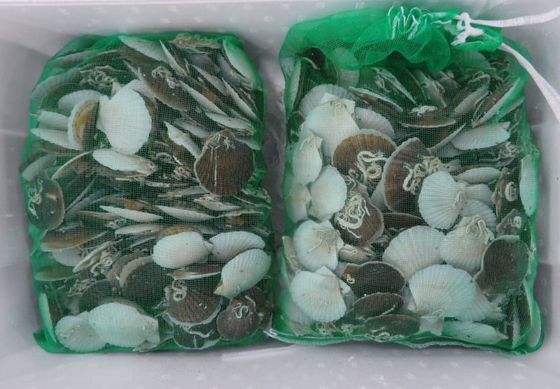 ホタテの稚貝 小さくてもイイ味してる 横浜丸魚株式会社
