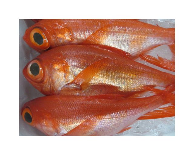 赤い魚で気合と金運アップかな 横浜丸魚株式会社