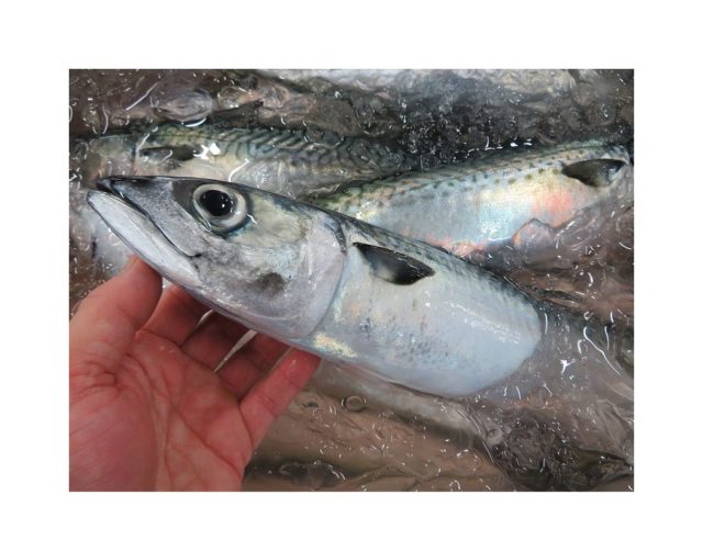 マサバは駄目だと言うけれど 食べてみないと分からない 横浜丸魚株式会社