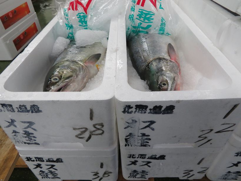 サケの町標津より秋の便りが届きました 横浜丸魚株式会社