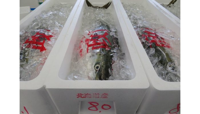 北海道産ブリ ６００本入荷しました 横浜丸魚株式会社