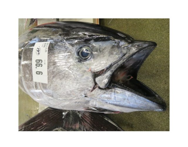 どさん子本マグロ集合！  横浜丸魚株式会社