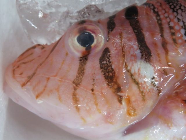 ミノカサゴ 毒ある魚は美味しい 横浜丸魚株式会社