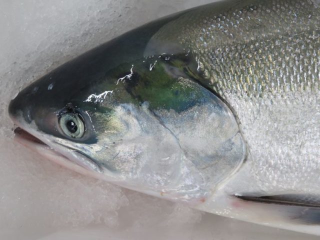 時鮭の顔って可愛い それって変態 横浜丸魚株式会社