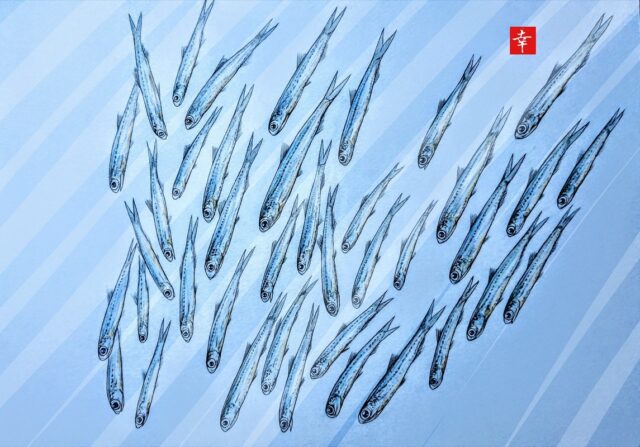 新企画 イラストで見る旬の魚 湘南しらす 横浜丸魚株式会社