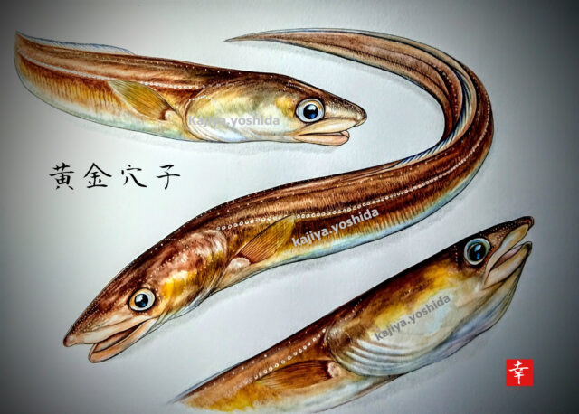 新企画 イラストで見る旬の魚 黄金あなご 横浜丸魚株式会社
