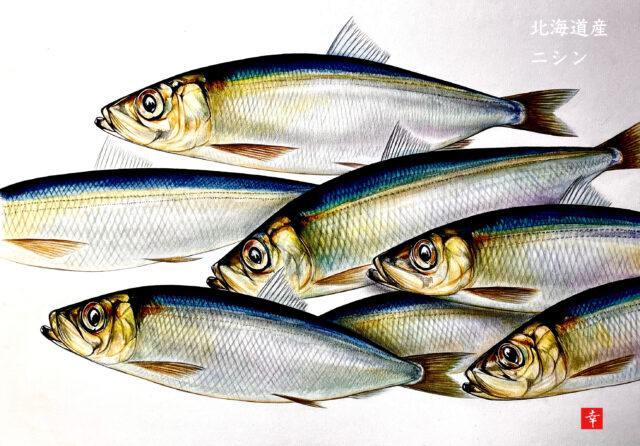 日本の魚 イラストで見る旬の魚 ニシン 横浜丸魚株式会社