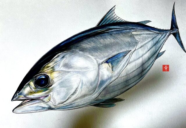 日本の魚 イラストで見る旬の魚 カツオ 横浜丸魚株式会社